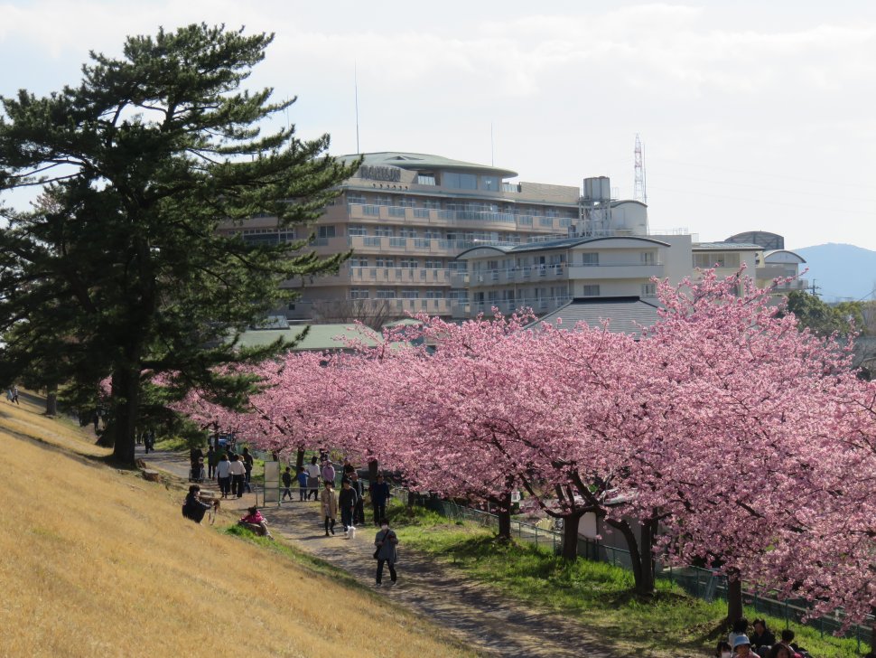 美和桜まつり