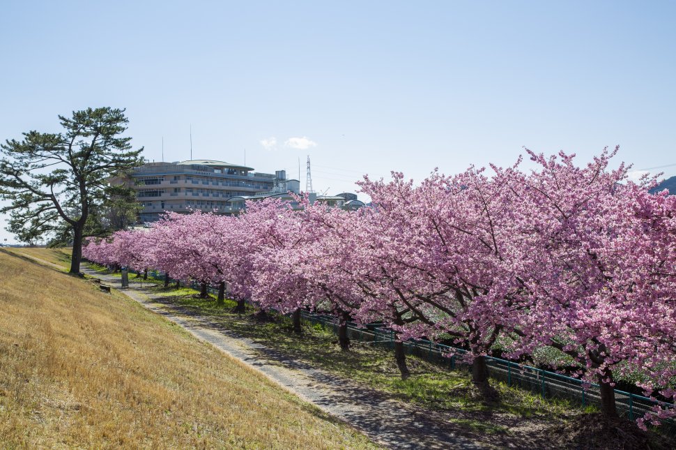 美和桜