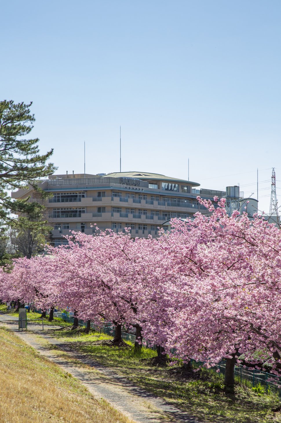 美和桜